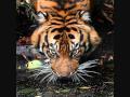 Survivor Eye Of The Tiger HQ