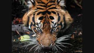 Download lagu Survivor - Eye of the Tiger  [HQ] mp3