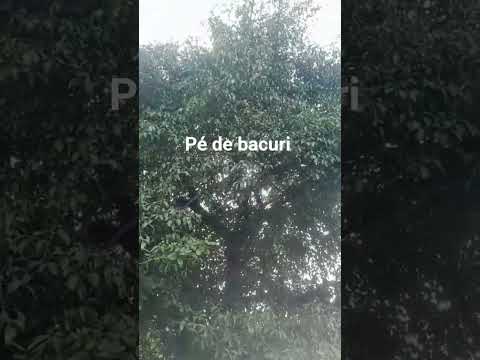 pé de bacuri #vidanaroça #nordeste #maranhao #