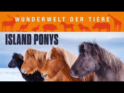 The Wonderful World of Animals – Icelandic Ponies (ANIMAL DOCUMENTARY about Icelandic ponies, doc...