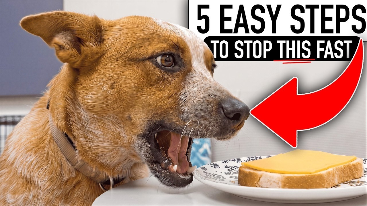 🛑 STOP Your Dog From Counter Surfing & Stealing Food