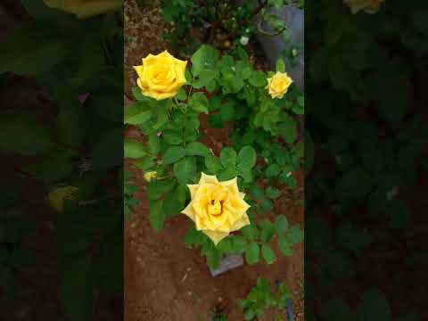 Dabidi Dibidi#latest #trending // sahithi 's class