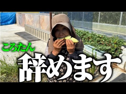 【瓜味】ひろちゃんついにころたん栽培休止【ころたん】【アールスメロン】