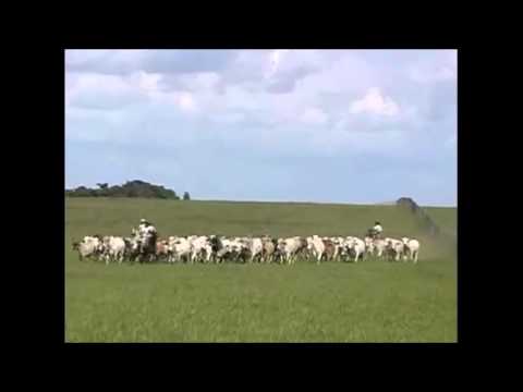 Asi de criollo soy yo