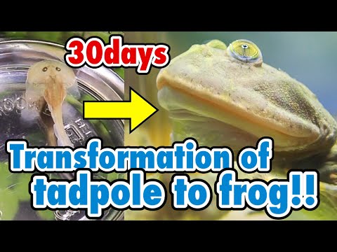 You witness the frog's amazing transformation