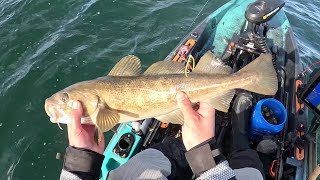 Kayak Cod and Tagging Big Tog