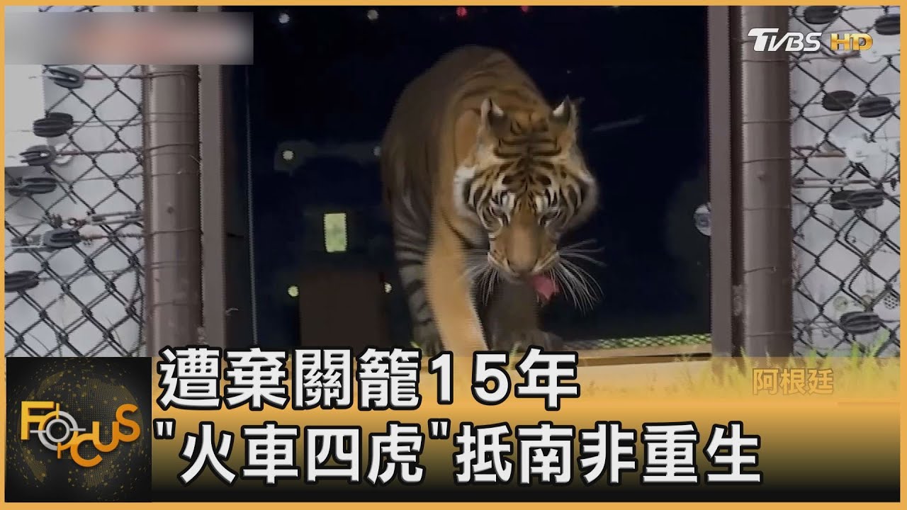遭棄關籠15年 「火車四虎」抵南非重生