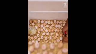Download lagu Ternyata menetaskan telur ayam bisa semudah ini! mp3