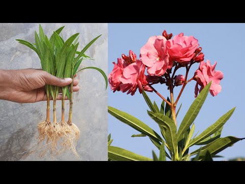 Magical Way To Grow Oleander Plant From Cutting | Oleander Cutting Video | @gardening4u1