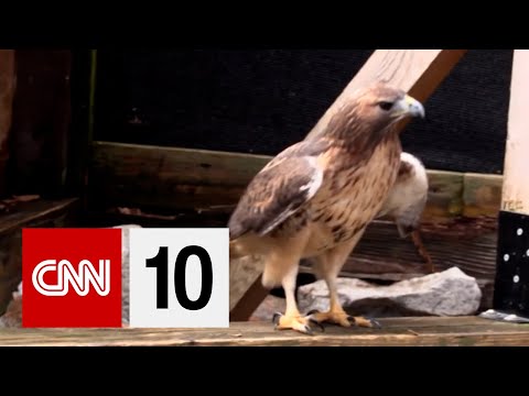 Saving Injured Wildlife One Owl And Fox At A Time