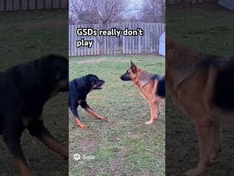 Aggressive Rottweiler Challenges German Shepherd Alpha