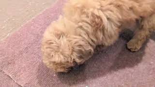 トイプードルの動画01