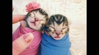 Kittens in the studio