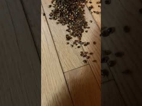 Jackson Mountain Homes - Poorly Managed - Beetle Infestation- Refused to... - Image 16