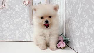 ポメラニアンの動画01