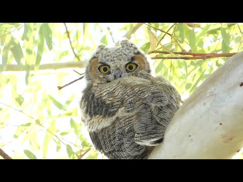 Great Horned Owl Nesting Facts