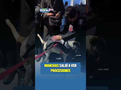 🐕  MANCHAS SALIÓ A VER PROCESIONES