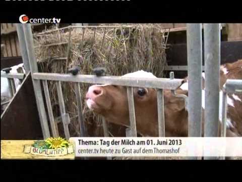 Frische Vollmilch von glücklichen Kühen - Reportage zum Deutschen Tag der Milch