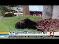 Detroit Zoo Welcomes New Wolverines