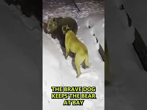 Bear vs. Dog fight, Dog saves Owner from Bear #shorts #dog #bears #animals