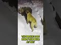 Bear vs. Dog fight, Dog saves Owner from Bear #shorts #dog #bears #animals