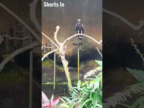 #Shorts Oriental Honey Buzzard bird in the zoo