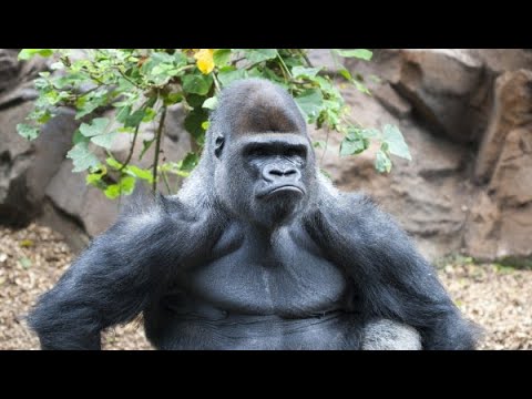 AMC STOCK WILL MOON | AMC IS PSYCHOLOGICAL - STOP LISTENING TO SHILLS AND FUD!