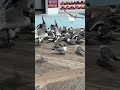 The Seagulls Are Your Pizza
