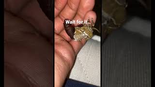 Download lagu Moth hatching from pupae! #butterflies #moths #cute #shorts #feed #viralshorts #animals #insects mp3 Download lagu Moth hatching from pupae! #butterflies #moths #cute #shorts #feed #viralshorts #animals #insects mp3