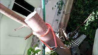 גזמתי פיקוס גומי - העץ השנוא עלי