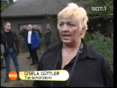 Tierrechte-Tierschutz  SAT1 - Blitz - Neufundländerzucht