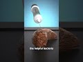 How A Poop Transplant Works