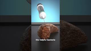 Download lagu How A Poop Transplant Works 💩🤔 mp3 Download lagu How A Poop Transplant Works 💩🤔 mp3