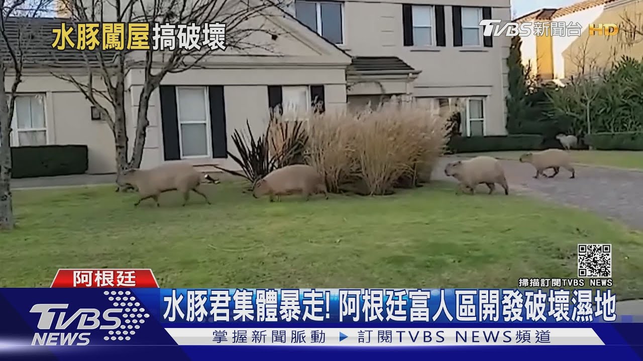 水豚君集體暴走! 阿根廷富人區開發破壞濕地