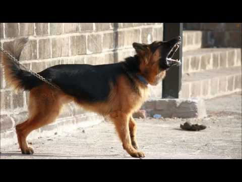 Ultrasonic and audible sound to quiet your neighbor's barking dog - 8 hours