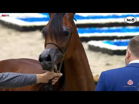 N 34 AJ ALULA   Dubai International Arabian Horse Championship 2021   Yearling Fillies Class 2B
