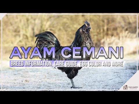 Ayam Cemani Breed Information, Care Guide, Egg Color and More