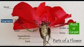 Parts of a Flower | Functions of the Parts of a Flower | Flower Dissection | Structure of a Flower