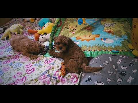 Cavapoo Welpe kaufen