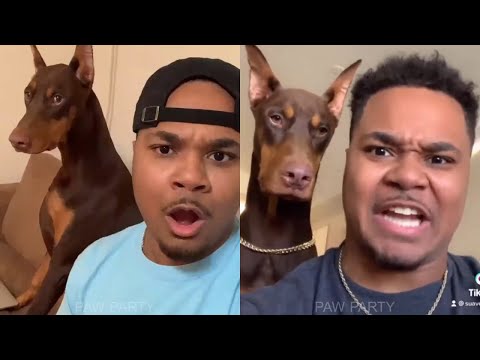 🐶 Funny Doberman of Internet | Knox the Doberman #1 | Paw Party 🔥