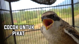 Download lagu Suara Anakan cendet Cocok Untuk Pikat Indukan Liaran mp3 Download lagu Suara Anakan cendet Cocok Untuk Pikat Indukan Liaran mp3