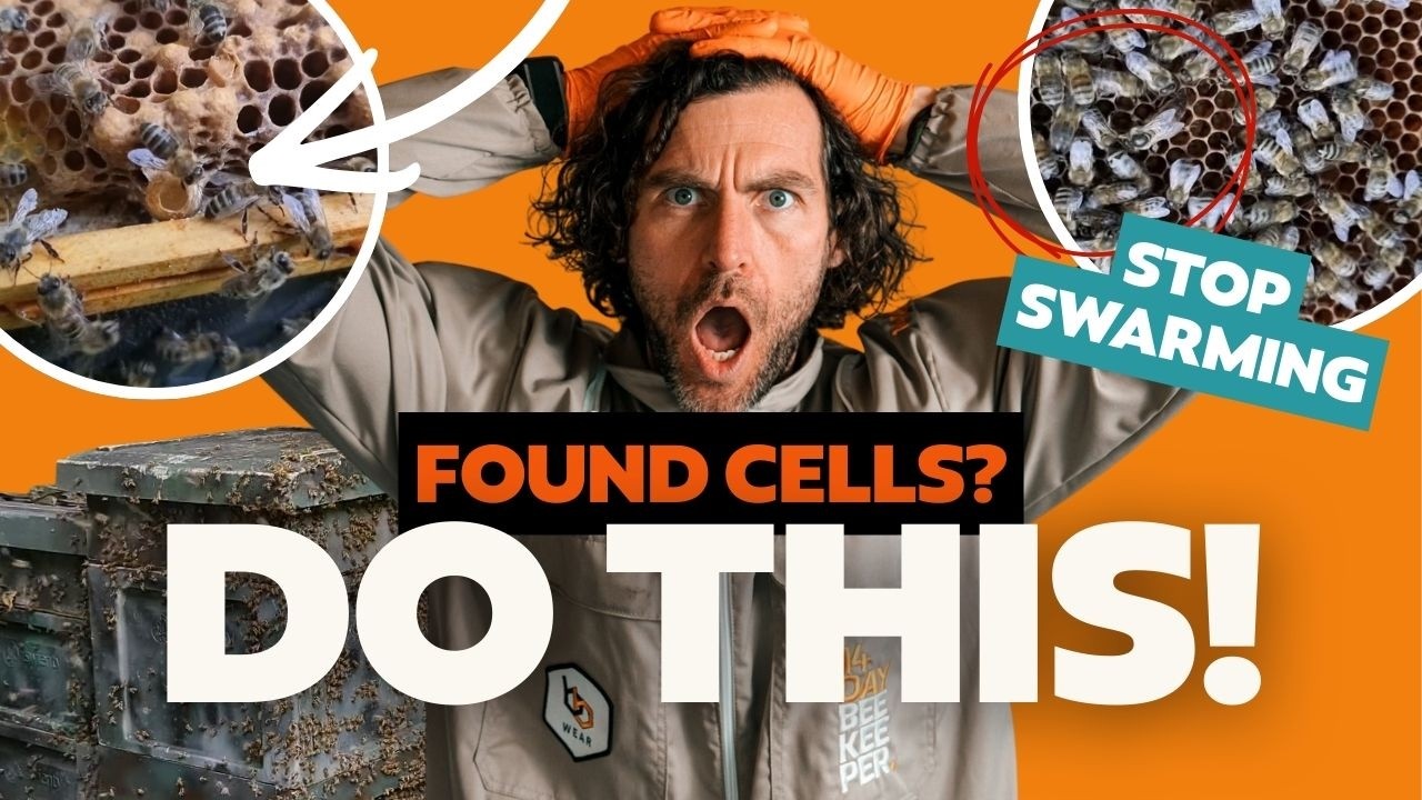 Found Queen Cells? Do This Now! How To Stop Swarming And Make A Successful Artificial Swarm