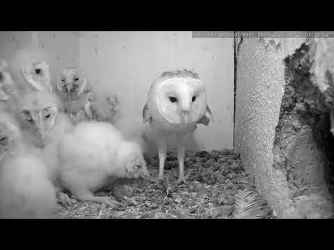 Hembra y 8 pollos-Lechuza R.O.Riet Vell