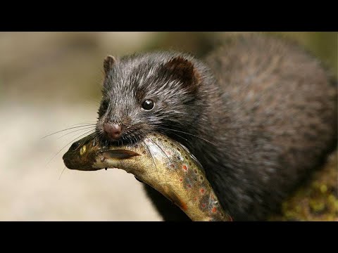 ヨーロピアンミンクについて詳しく解説