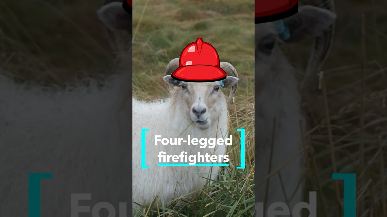 Goats deployed to prevent wildfires by eating dry vegetation across U.S. landscapes