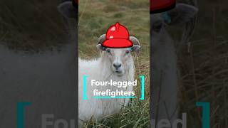 Goats deployed to prevent wildfires by eating dry vegetation across U.S. landscapes