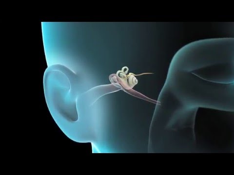 How Does the Ear Work?