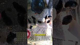 Download lagu Penantian 21 Hari Terbayar! Anak Ayam Hitamku Menetas Semua! mp3