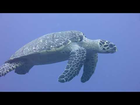 img-video