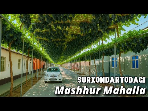 Mana o‘sha internetni portlatgan Mashhur MAHALLA. Surxondaryo Uzun tumani - UZUMLARI.  Batafsil…